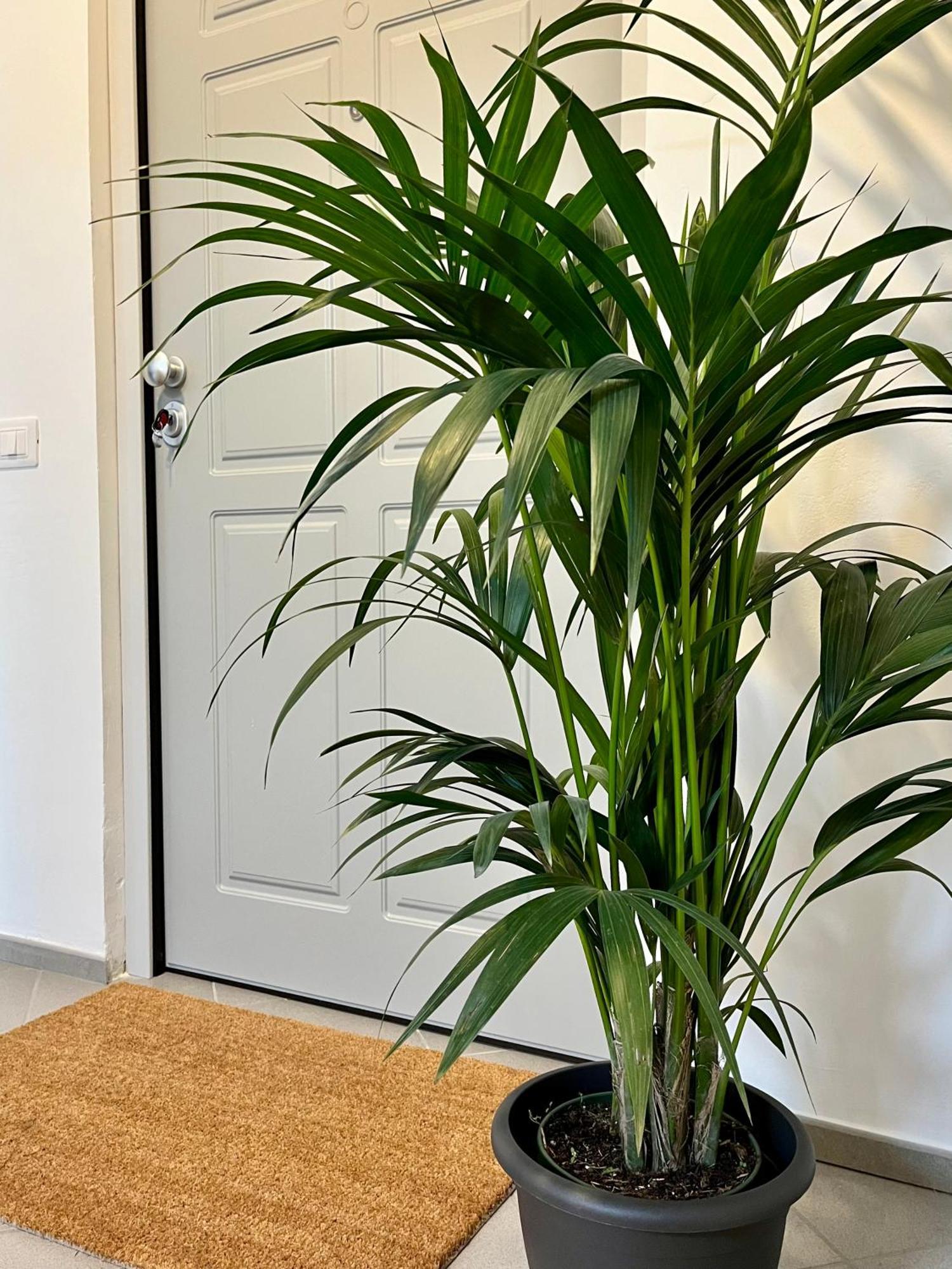 San Martino Holiday Apartments Nizza Monferrato Eksteriør bilde